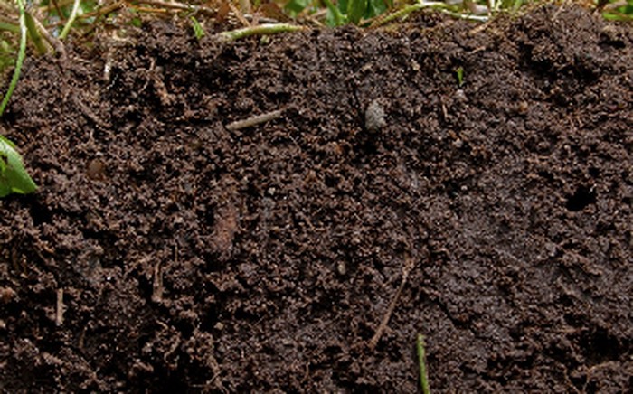 Regenerated soil in cross-section